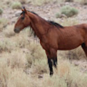 Meet your Posher, Ellen